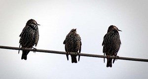 Interactions in Ecosystems