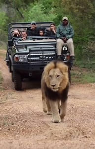 #nature #wildlife #africanwildlife #gamedrive #safari #elleafricasafari #elleafr | 𝑹𝒆𝒔𝒕𝒐𝒓𝒂𝒕𝒊𝒐𝒏 𝐓𝐢𝐩𝐬