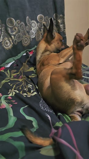Timothy 🐕 Just Farted After Dinner 😂.