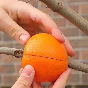 47K views · 505 reactions | Innovative fruit-based planting tips and tricks! | Creative Bee | Facebook