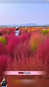 3.7K reactions · 402 shares | “Tanaman Aneh dengan Bentuk dan Fungsi Tak Terduga” #faktaunik #neflix #godvibes #funnyreels #komedi #fyp #viral #trending #ngakak #videolucu | INdra Asm | Facebook