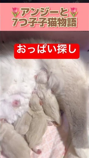 Two kittens managed to find a nipple while searching for milk for the very first time in their lives