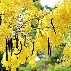 10 Seeds Golden Shower Tree Seeds Purging Cassia Fistula Indian Laburnum Pudding-Pipe Tree Seeds- Rare Gold Rush Yellow Flower Plant- Easy Grow