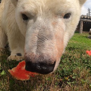Beary juicy | Oregon Zoo