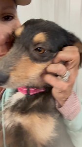 Beauty- year old wire haired weiner dog terrier mix. Walks great on leash, learning about potty training, seems to love all people and kids. She was raised outside with a large family of dogs. She is heartworm negative and is also learning about potty training. We are looking for a foster or an Adopter. her adoption fee is $50. She has spayed microchipped, and fully vetted. 979-885-8417 Located in Sealy, Texas She weighs around 15 to 18 pounds. | Burttschell Rescue Ranch