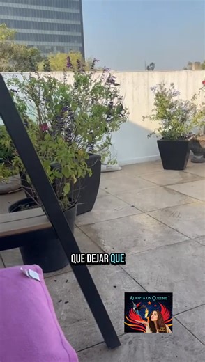 🌿 Convierto tu espacio en un refugio para colibríes (TODA LATINOAMÉRICA) 📖 Aprende paso a paso con una Asesoría Personalizada Ebook exclusivo. ✨ Si realmente amas a los colibríes, hazlo bien. No es solo poner un bebedero o cualquier planta… es crear un espacio donde puedan vivir, alimentarse y sobrevivir seguros. 🌱 Te enseño todo lo que necesitas: ✔️ Plantas NATIVAS y exóticas adaptadas no invasivas que sí producen néctar. ✔️ Bebederos responsables que les da tiempo y energía a buscar las poc