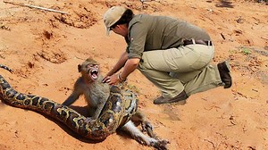 PYTHON VS MONKEY | Amazing Boys Rescue Monkey From Python Hunting | Natural tiger