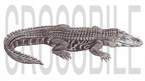 Crocodile drawing guide with realistic texture and form