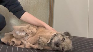 24 reactions | Miss Ellie getting all snuggly and warm after her bath today  | Calabash Kennels and Cattery | Facebook