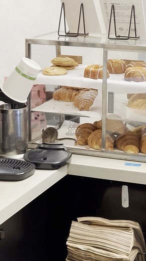 5.9K views | #NYShitty; An #NYC Woman says she’s never visiting this coffee shop again after filming a mouse in the pastry pantry 裸. The alleged coffee shop in question is called “Blank Street Coffee”. What would you do if you’re grabbing a coffee and see this?  : @spicydeebs Via @ontodaysnewyorkshitty for more! | The Myxs | Facebook