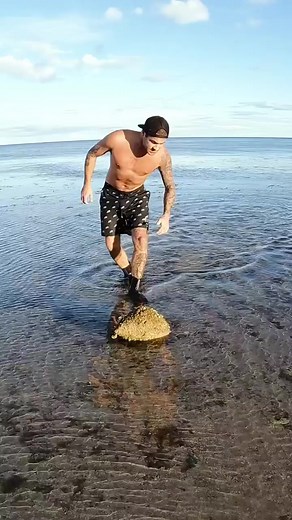 #Syrinx aruanus is the largest gastropod in the world, it can weigh over 18 kgs or 40 pounds #fypシ゚viral #fypシ゚ #fyp #fyppage #fypシ゚viralシ #usa #australia #uk #canada | Brodiemoss