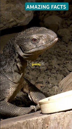 ARGUS MONITOR