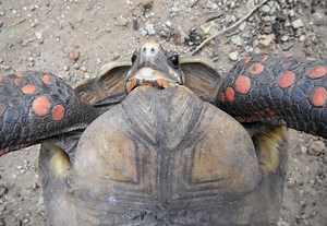 Bone structure of a tortoise shell - Estructura ósea del caparazón de un morrocoy. — Hive