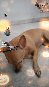 2.5K views · 30 reactions | Mi dulce y tierna Canelita #DíaDeMuertos #nochedebrujas #mascotas | Aurora preescolar | Facebook