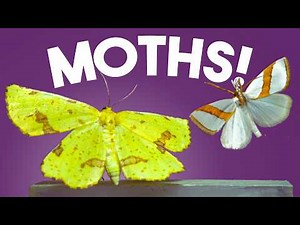 10 AMAZING moths in slow motion!