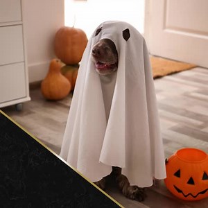 Para esas mascotas que disfrutan tanto de trucos, como de travesuras. 🎃 Con Pro-Plan® Adult Complete Essentials le brindas todos los nutrientes necesarios con ingredientes 100% reales. 🐾 | Pro Plan Puerto Rico