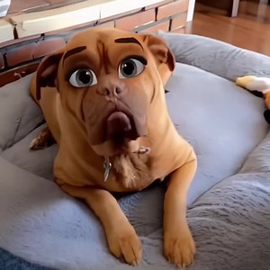 15K views · 1.8K reactions | Cartoonify your videos 拾拾 | Magic Video Editor | Facebook