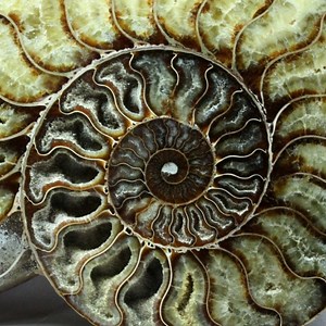 AmmoniteG - Twitch