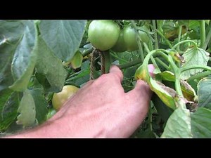 What Exactly is Single Stem Tomato Pruning: A Video Example - TRG 2014