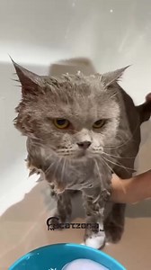 7.2K views · 392 reactions | Tips nak bagi kucing tenang time mandi, kena gomol dulu pipi diaa sebelum masuk bathtub. Kalau acik ankel tak cayaa, boleh tengok sampai habiss video ni  #catzoniabangi #catzoniamalaysia #bangi #kajang #catspa #catgrooming #meowcats #lilostitch | Catzonia Bangi | Facebook