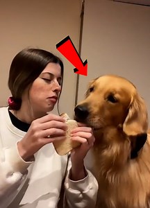 Stories Of Dog Anger And Mishaps | Stephanie Gonzalez