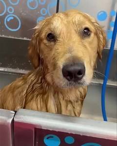 Our salon specializes in pampering your pet! We don't believe in up...