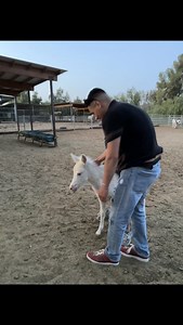 She said she was a cow girl 👧 🤣 #reels #tiktok #ggrockz @ennifer.j | Gerardo Garcia