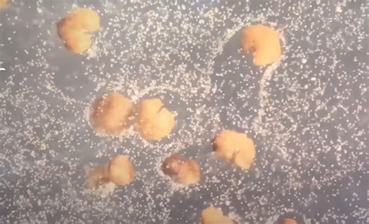 Eddig csak gyógyítani tudtak, de most már szaporodnak is az első élő robotok