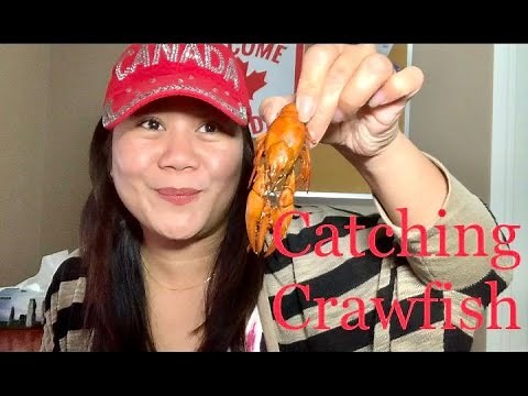 Catching Crawfish in Alberta Canada/ Catching Crawfish