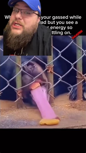 Big black bear goes ham #Food | Brandon J McDermott