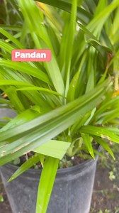 เตยหอม pandan Pandanus amaryllifolius is a tropical plant in the Pandanus (screwpine) genus, which is commonly known as pandan (/ˈpændən/; Malay: [ˈpandan]). It has fragrant leaves which are used widely for flavouring in the cuisines of Southeast Asia. #pandan #เตยหอม. | สวนสาวภูไทอุ่นไอรัก& Home Garden