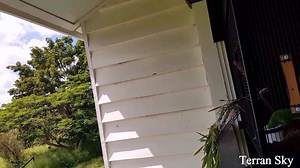 2.5K views · 18 reactions | Rehabilitation and release of a Scaly Breasted Lorikeet. By Ken Killeen of Terran Sky www.TerranSky.com | Terran Sky | Facebook