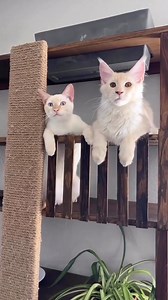 3.4K views · 14 reactions | : Through.the.lleaves #diy #diyhomedecor #diyprojects #entry #entrywaydecor #hall #hallway #hallwayinspo #hallwaydesign #kitchendesign #kitchengoals #kitchendecor #homedecore #minimalisthome #smallroom #CompactRoom #homedecoration #homefurnishings #homefurniture #woodenkitchenware #kitcheninspo #kitchendesign #bathroomdesign #smallbathroom | Home Decor | Facebook