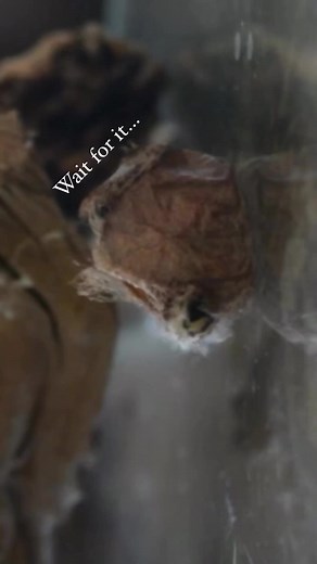 2.7K views · 94 reactions | Luna moth emerging from her winter slumber #lunamoth #lunar #night #wildlife #nature #naturephotography #natgeo #entomology #science #moth #rebirth #life #wild #wanderlust | Butterfly Babe | Facebook