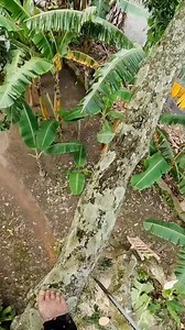 Beast mode 🤣. Mango tree cutting with itchy caterpillar and I have to wearing raincoat for that 🤣. | Yulianto