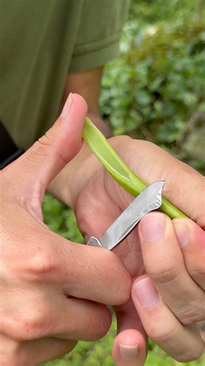 56K views · 792 reactions | Probando CORTES para INJERTO inglés...