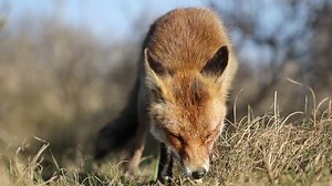 Red Fox Eating Walking Dunes On: стоковое видео (без лицензионных платежей), 25856885 | Shutterstock