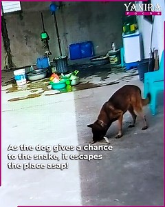 5.1K views · 78 reactions | Courageous Dog Protects The Pregnant Woman From Cobra! | Animals usa | Facebook