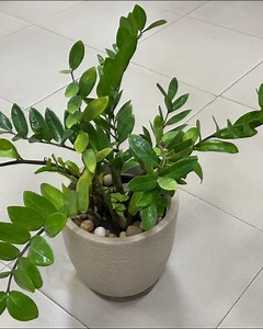 Coloque essa planta na sua casa, e veja o incrível resultado! | Tudo de Saude