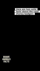 The Ratel (Honey Badger) #vdm2024 #verydarkman #everyoneactivefollowersシfypシ゚viralシalシ #facebookviral #education #naturelovers #animalfacts #documentaryfilm #animals #naturebeauty #animalsanctuary | Brave Animals Facts | Facebook