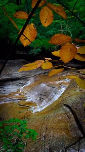 Autumn is beginning to make its presence felt all around us. 🍁 Show us the beautiful sights you're spotting when visiting our parks. For a list of parks visit https://bit.ly/3dzydSc 📹 kymliveshere | Lake Metroparks