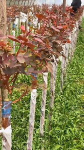 494K views · 4.3K reactions | Grafted rose tree farming #usa #satisfying #fyp #rose #graft #hot | Grafting&Planting | Facebook