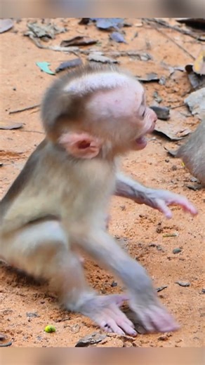 Poor cute baby monkey Leo #monkeys #cutebabymonkey #leo | Little BB Monkey