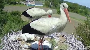 133K views · 1.2K reactions | Feeding five chicks☺ Stork nest | Million Viewer | Facebook