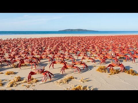 They Released Millions of Tiny Ant Killers on Crab Island — And the Ant Invasion Collapsed Instant!