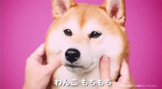 I like this Japanese Hi-Chew commercial because the dog and cat were so cute. | Japan Shorts