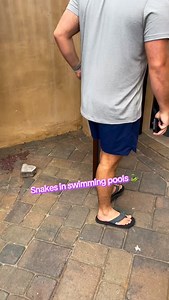 Snakes Swimming Pools = Problems 🐍 #greenbucketbruce #socalsnakewrangler #snake #fyp #wranglerbruce #thesnakewrangler #nature #rattlesnake #bruce #justcallbruce #insta #instagram #wildliferescue #ocean The Snake Wranglers-California's most trusted snake relocation service | R Bruce Ireland