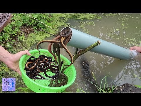 First Time Trapping Eels Using PVC Pipe & Unexpected Ending. Simple Eel Catching. Amazing PVC Eel...