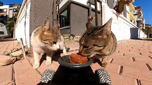 127K views · 9.3K reactions | Stray cats family reactions to wet food delivery | Talking Catty | Facebook