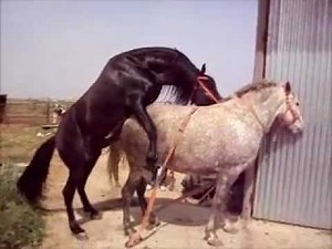 cubriendo yegua en añora cordoba. caballo Español castaño morcillo..wmv